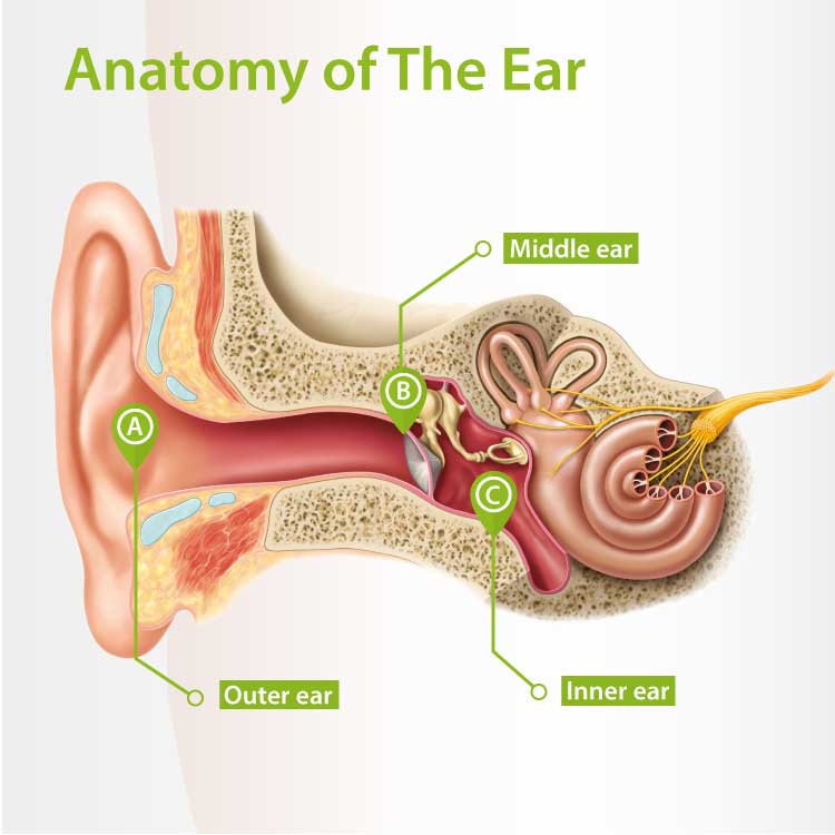 Human Ear Anatomy | How Hearing Works | Connect Hearing